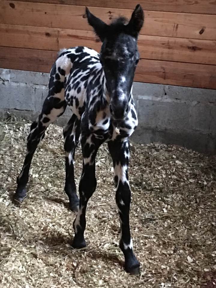 Appalossa Colt Foal